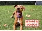 Adopt Mochi a Doberman Pinscher, Pit Bull Terrier