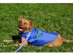 Adopt Okoye a Mixed Breed