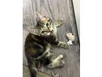 Adopt Raven a Domestic Short Hair