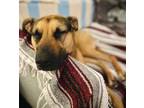 Adopt Gigi *FREE ADOPTION FEE* a German Shepherd Dog, Mixed Breed