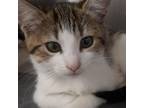 Adopt Instagram a Domestic Short Hair