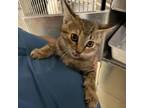 Adopt Stevie a Domestic Short Hair