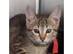 Adopt Snapchat a Domestic Short Hair