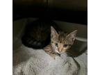 Adopt Cher a Domestic Short Hair