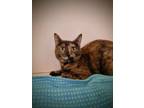 Adopt Tabitha a Domestic Short Hair