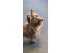 Adopt Ruby a Silky Terrier