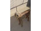 Adopt Snoopy Sue a Poodle, Portuguese Water Dog