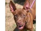Adopt Nicola a Mixed Breed