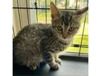 Adopt Tabby a Domestic Short Hair