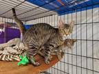 Adopt Stella a Domestic Short Hair