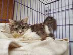 Adopt Daphne a Domestic Medium Hair