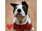 Adopt Piglet a Pit Bull Terrier