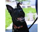 Adopt Roo a Pit Bull Terrier