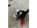 Adopt Charlotte a Tabby, Domestic Short Hair