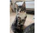 Adopt Eloise a Tabby, Domestic Short Hair