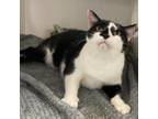 Adopt Salt a Domestic Short Hair