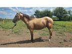 Adopt Casper a Quarterhorse