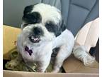 Adopt Maggie a Shih Tzu