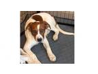 Adopt Lily a German Shepherd Dog, Pit Bull Terrier