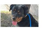 Adopt Layla a Rottweiler