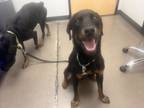 Adopt Sista a Rottweiler
