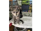 Adopt Bessie JN a Domestic Short Hair