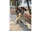 Adopt Jojo a Mixed Breed