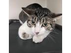 Adopt Wednesday a Domestic Short Hair