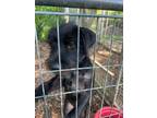 Adopt Pinkie a Labrador Retriever, Scottish Terrier
