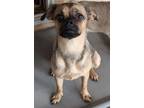 Adopt Daysi a Pug, Mixed Breed