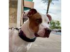 Adopt Roxy a Pit Bull Terrier