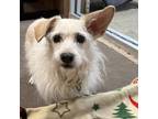 Adopt Hailey a Jack Russell Terrier