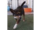 Adopt Cinnamon a Corgi, Terrier