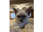 Adopt PERSEPHONE a Siamese