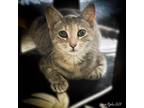 Adopt TILLY a Domestic Short Hair