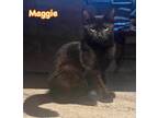 Adopt AMREN-ready in September a Domestic Short Hair