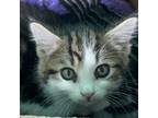 Adopt Carbon a Domestic Short Hair