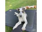 Adopt Moi a Mixed Breed
