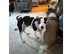 Adopt Macy AKA Boo a Pit Bull Terrier, Retriever
