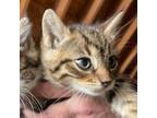 Adopt Nickel a Domestic Short Hair