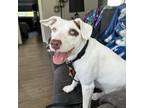 Adopt Lexi formerly Lady a Labrador Retriever, Mixed Breed