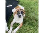Adopt Leehi a Mixed Breed