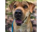 Adopt Scrappy Doo a Mixed Breed