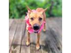 Adopt Roo a Mixed Breed