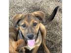 Adopt trixie a Black Labrador Retriever, Shepherd