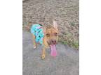 Adopt Nadia a Vizsla