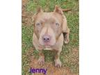 Adopt Jenny a Pit Bull Terrier, American Staffordshire Terrier