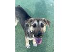 Adopt Laura Kinney a German Shepherd Dog, Mixed Breed