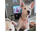Adopt Linen a Bull Terrier