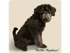 Adopt Mollie Mophead a Poodle, Labrador Retriever